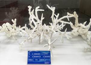 说明:L:\威尼斯144777cm宣传片素材\威尼斯144777cm2016微信公众号推送文件\照片\南海珊瑚礁生物标本馆以及部分科考展品-2.jpg